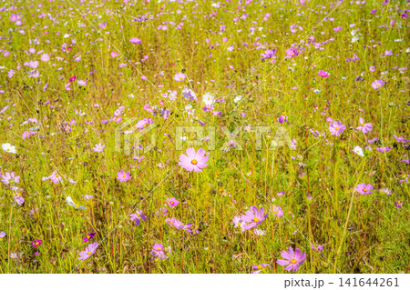 【秋素材】コスモスの花【長野県】 【秋素材】コスモスの花【長野県】 141644261