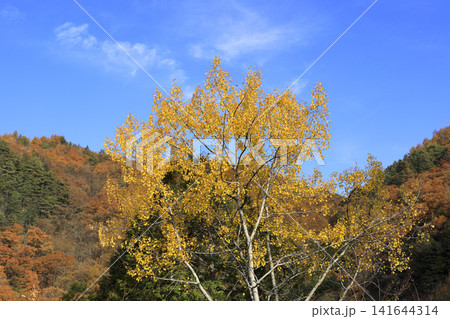 開田高原の紅葉 141644314