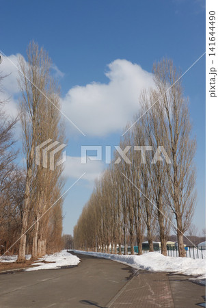ポプラ並木　雪解け道　縦構図 141644490