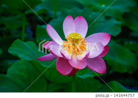 蓮の花のある風景 蓮の花のある風景 141644757