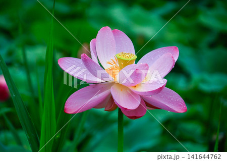 蓮の花のある風景 蓮の花のある風景 141644762