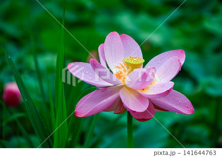 蓮の花のある風景 蓮の花のある風景 141644763