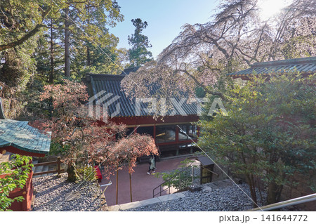 久能山東照宮　枝垂桜　社殿俯瞰 141644772
