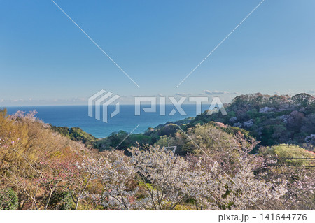 久能山 桜 駿河湾を望む 久能山 桜 駿河湾を望む 141644776