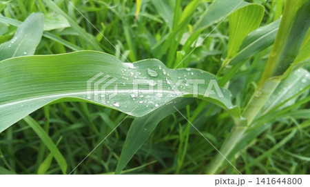 grass with dew drops 141644800