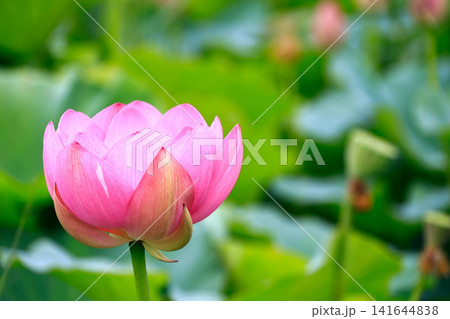蓮の花のある風景 141644838