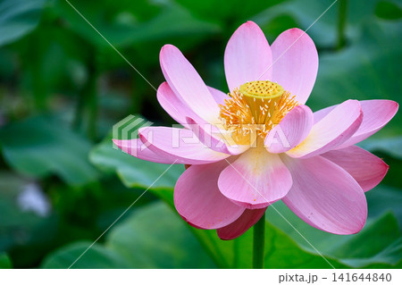 蓮の花のある風景 蓮の花のある風景 141644840