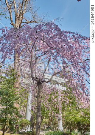 彌彦神社 枝垂れ桜 白い鳥居 彌彦神社 枝垂れ桜 白い鳥居 141644901