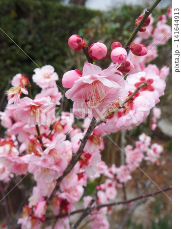 梅 八重咲き 紅いつぼみ 梅 八重咲き 紅いつぼみ 141644913