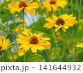 黄色い花　夏　群生 141644932