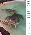 ウミガメ　2頭　飼育プール 141644933