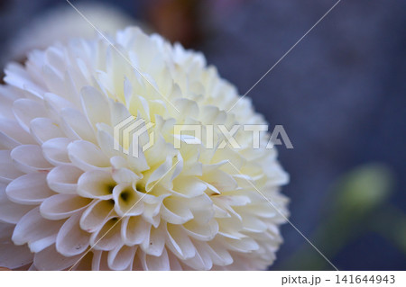 ふんわり咲く白い菊の花のクローズアップ（和の花） 141644943
