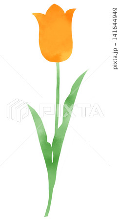 オレンジのチューリップの水彩風イラスト　一輪の美しい花と茎葉が描かれた春の素材 141644949