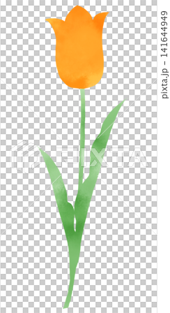 オレンジのチューリップの水彩風イラスト　一輪の美しい花と茎葉が描かれた春の素材 141644949