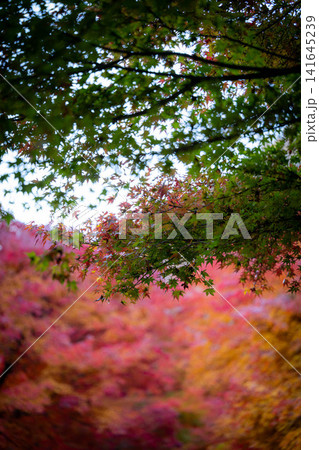 【紅葉素材】秋のもみじ湖の紅葉したモミジ【長野県】 【紅葉素材】秋のもみじ湖の紅葉したモミジ【長野県】 141645239