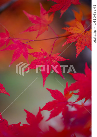 【紅葉素材】秋のもみじ湖の紅葉したモミジ【長野県】 【紅葉素材】秋のもみじ湖の紅葉したモミジ【長野県】 141645241