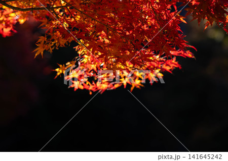 【紅葉素材】秋のもみじ湖の紅葉したモミジ【長野県】 141645242