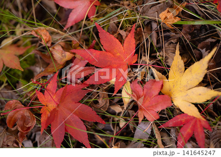 【紅葉素材】秋のもみじ湖の紅葉したモミジ【長野県】 【紅葉素材】秋のもみじ湖の紅葉したモミジ【長野県】 141645247