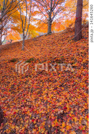 【紅葉素材】秋のもみじ湖の紅葉したモミジ【長野県】 141645260