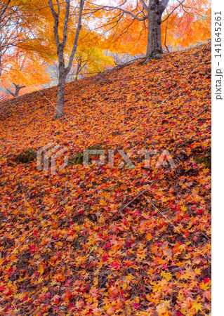 【紅葉素材】秋のもみじ湖の紅葉したモミジ【長野県】 【紅葉素材】秋のもみじ湖の紅葉したモミジ【長野県】 141645261
