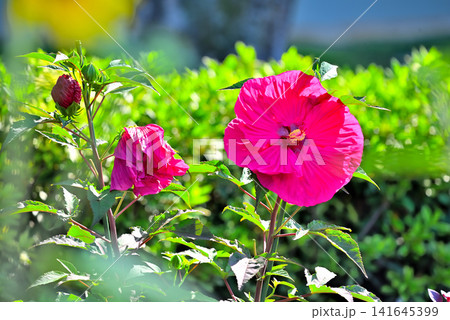 赤いタイタンビカスの花 赤いタイタンビカスの花 141645399