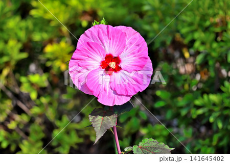 ピンク色のタイタンビカスの花 ピンク色のタイタンビカスの花 141645402
