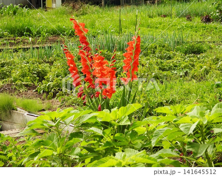 畑の中に咲く赤い色の花グラジオラス 畑の中に咲く赤い色の花グラジオラス 141645512
