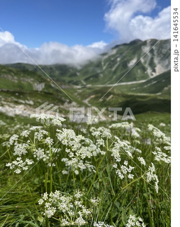 夏の立山連峰と咲き誇る白い高山植物 141645534