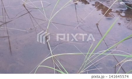 Muddy Field Wetlands with Emerging Grass Stems and Shallow Water Muddy Field Wetlands with Emerging Grass Stems and Shallow Water 141645574
