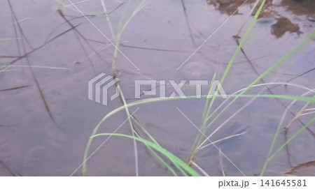 Small Pebbles in Muddy Wetland Water with Sprouting Vegetation Small Pebbles in Muddy Wetland Water with Sprouting Vegetation 141645581