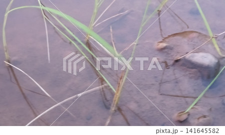Smooth River Stone Resting on Wet Muddy Ground Smooth River Stone Resting on Wet Muddy Ground 141645582