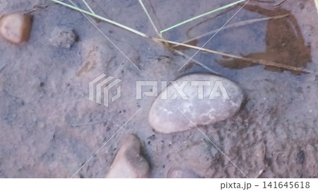 Stones Submerged in Shallow Water and Mud Stones Submerged in Shallow Water and Mud 141645618