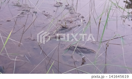 Grass Blades Growing Through Shallow Water Grass Blades Growing Through Shallow Water 141645619