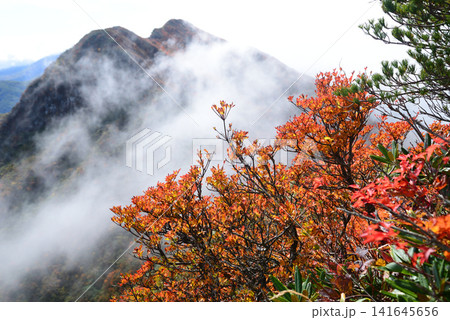 秋の山形県雁戸山 霧の中を登山中、目の前に現れた紅葉に促され見上げれば雲間に浮かぶ山頂も色づく 秋の山形県雁戸山 霧の中を登山中、目の前に現れた紅葉に促され見上げれば雲間に浮かぶ山頂も色づく 141645656