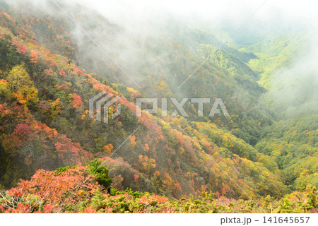 秋深まる10月の山形県雁戸山 紅葉が進む山裾を覆っていた朝霧は斜光により徐々に消えてゆく 秋深まる10月の山形県雁戸山 紅葉が進む山裾を覆っていた朝霧は斜光により徐々に消えてゆく 141645657