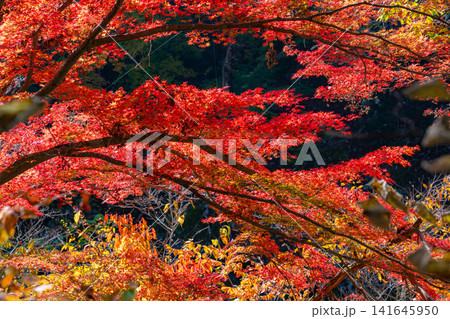 【紅葉素材】昇仙峡の紅葉【山梨県】 【紅葉素材】昇仙峡の紅葉【山梨県】 141645950