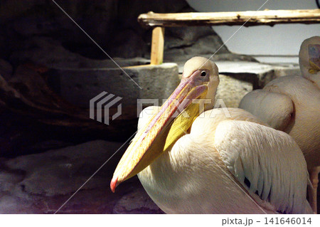 large嘴が印象的なモモイロペリカン(動物園・水族館) large嘴が印象的なモモイロペリカン(動物園・水族館) 141646014
