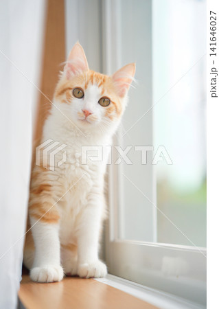 窓辺で見つめる猫 窓辺で見つめる猫 141646027
