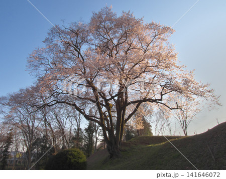 一本桜 - 夕暮れに満開に咲く鉢形城址の氏邦桜(2026年3月) 一本桜 - 夕暮れに満開に咲く鉢形城址の氏邦桜(2026年3月) 141646072