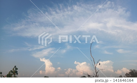 tree on blue sky 141646164