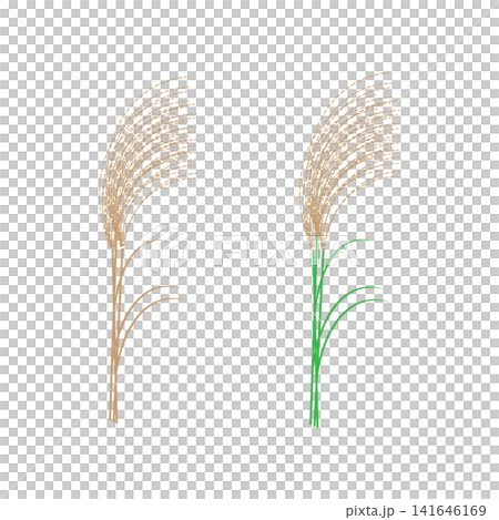 Illustration of withered brown pampas grass and green pampas grass in autumn Illustration of withered brown pampas grass and green pampas grass in autumn 141646169