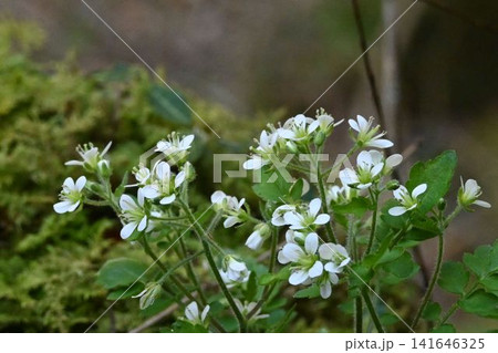 赤目渓谷で見た白色の花の総状花序が綺麗なマルバコンロンソウ 141646325
