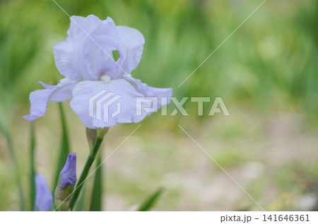 薄紫のジャーマンアイリス 薄紫のジャーマンアイリス 141646361