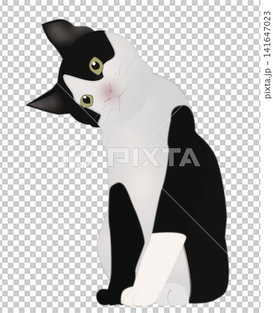 こちらを見つめる白黒のハチワレ猫のイラスト こちらを見つめる白黒のハチワレ猫のイラスト 141647023