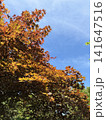紅葉したモミジと青空 141647516