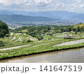 田植えの済んだ棚田 141647519