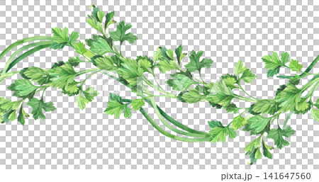 Seamless border of the parsley and green onion. Watercolor illustration. Handmade art work. For packaging design, cards, cover, prints, product labels and fabric. Seamless border of the parsley and green onion. Watercolor illustration. Handmade art work. For packaging design, cards, cover, prints, product labels and fabric. 141647560