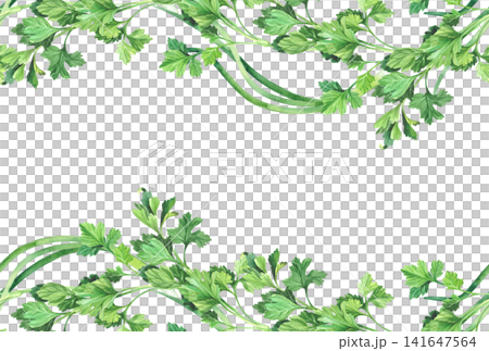 Borders of the parsley and green onion. Watercolor illustration. Handmade art work. For packaging design, cards, cover, prints, product labels and fabric. Borders of the parsley and green onion. Watercolor illustration. Handmade art work. For packaging design, cards, cover, prints, product labels and fabric. 141647564