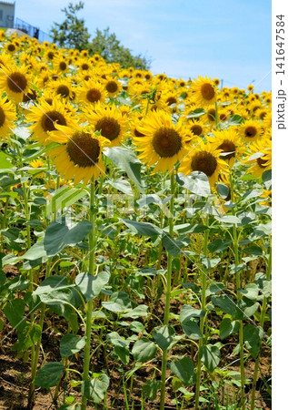 あわじ花さじき ひまわり あわじ花さじき ひまわり 141647584