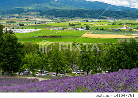 ラベンダーの丘から富良野盆地を走るノロッコ号を追って ラベンダーの丘から富良野盆地を走るノロッコ号を追って 141647761